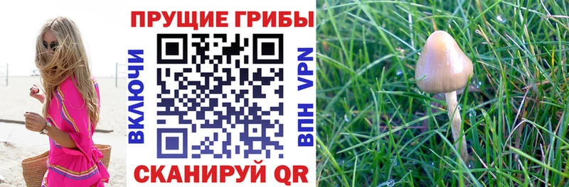 Купить где  Галич  Псилоцибиновые грибы Psilocybe 
